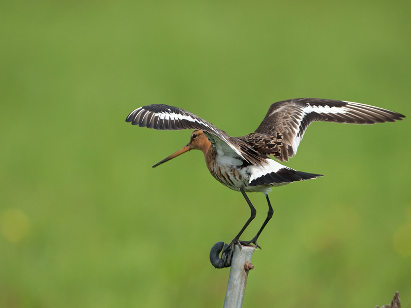 Limosa limosa Black-tailed Godwit Grutto